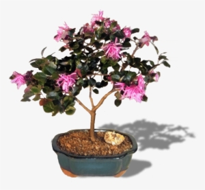 Flowering Bonsai Tree - Bonsai Boy Flowering Chinese Fringe Tree (loropetalum #3127075