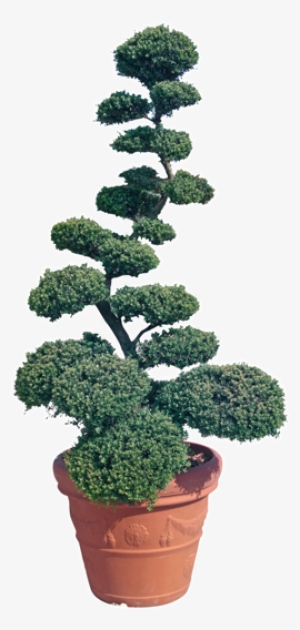 Ilex Crenata Kinme - Ilex Crenata Bonsai Prezzo #3127161 Ilex Crenata Kinme - Ilex Crenata Bonsai Prezzo #3127161