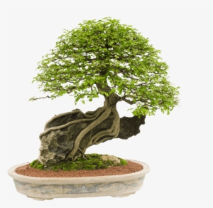 Fundo Recortado Reduzida Kraken - Bonsai #3127210