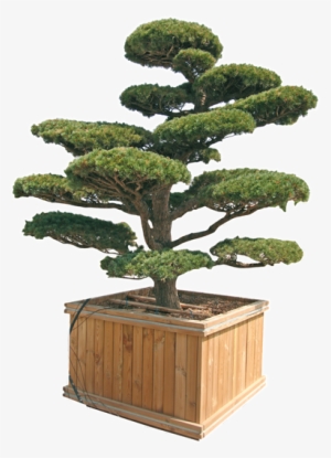 Pinus Penthaphylla, Parviflora E Thunbergii - Ilex Crenata Kinme Bonsai #3127256 Pinus Penthaphylla, Parviflora E Thunbergii - Ilex Crenata Kinme Bonsai #3127256