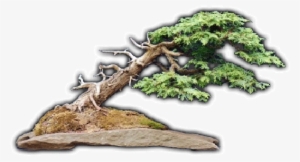 Welcome To The Bonsai Society At Royal Botanical Gardens - Pond Pine #3127277