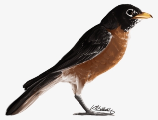American Robin Png Transparent - American Robin Bird Png #3127412