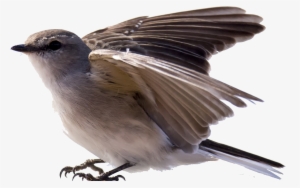 Australasian Robin - Transparent Robin Bird #3127582