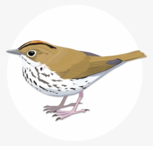 Ovenbird - Wood Thrush #3127832