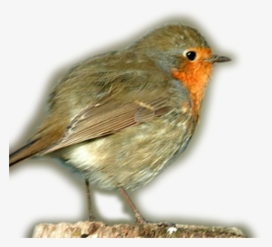 European Robin Transparent Png - European Robin #3127905
