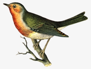 Bird Illustration - Sei 1 Hour Album Scrapbook Kit 12"x12"-brentwood #3127929