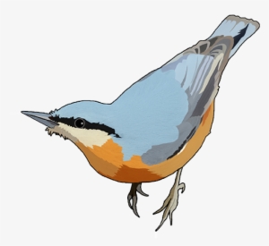 Seed Mix - Sittidae #3127952