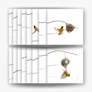 The Weaver Bird, Complete Set Of 16 Prints Dirk Hobman #3127972