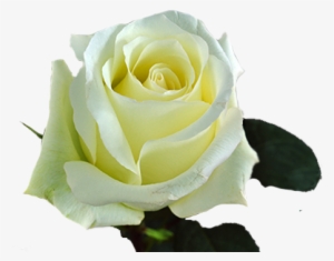 White Roses - Alba - Blizzard - Floribunda #3128662