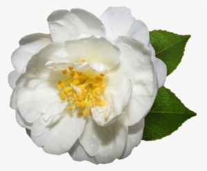 Flower, White, Camellia, Bloom, Garden - White Camellia Png #3128824