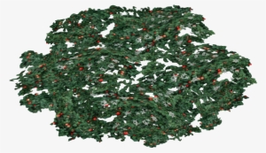 Partridge Berry - Illustration #3129345