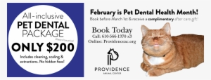 National Pet Dental Health Month - Cat Grabs Treat #3130382