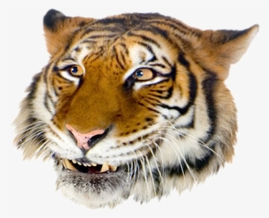 Grft Smile - Draw Giant Realistic Flying Tiger #3130729