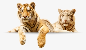 Tigers - Tiger Family Png #3130750