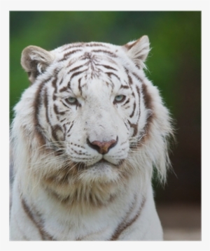 Bengal Tiger #3130773