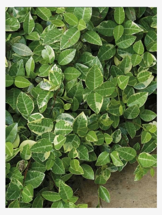Asiatic Jasmine #3130948