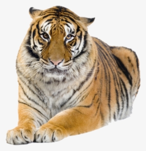 Tiger - Tiger Kindersay #3131022
