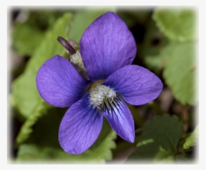Viola Odorata - Violet #3131040