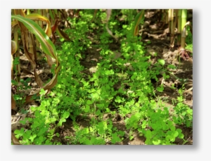 Applied Agroecology - Crimson Clover #3131128