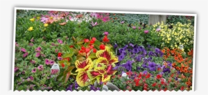 Image - Viola #3131151