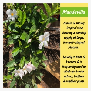 6 May - Datura Inoxia #3131175