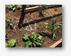 My 5 Tips To Green Your Plate - Plate #3131178