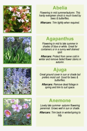 Abelia Flowering In Mid Summer-autumn - Agapanthus Plants #3131194