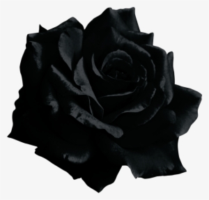 Black Rose Transparent #3131283 Black Rose Transparent #3131283
