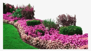 Browse Turf Varieties - Decoracion Jardin De Casas #3131316