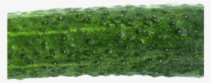 Cucumber Png Image - Cucumber Png #3131375