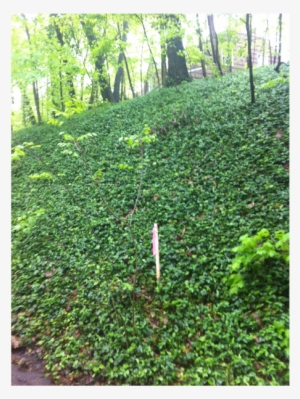 The Abundant Growth Of The Hedera Helix - Ivy #3131401