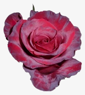 Jarro De Flores Vermelha Pétalas Png #3131404