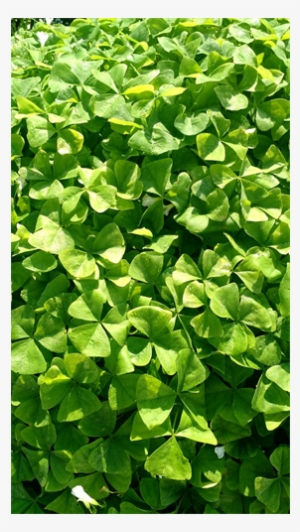 Enlarge - Oxalis Triangularis #3131687 Enlarge - Oxalis Triangularis #3131687
