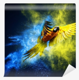 Flying Ara Parrot Over Colourful Powder Explosion Wall - Epson Sure Color S40600 #3132341