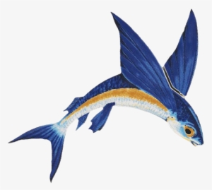 The Second Joint Meeting Of The Crfm/clme Flyingfish - Flying Fish #3134085