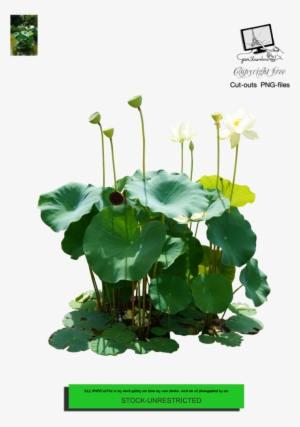 "all Png/cut Out And Pictures In My Stock Gallery Are - Sacred Lotus #3138280