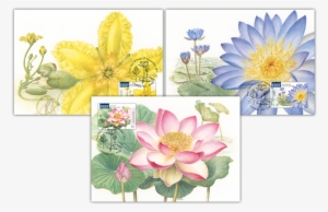 Water Plants Maxicard Set - Sacred Lotus #3138388