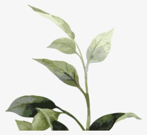 Vision Shrubbery 02 #3138510