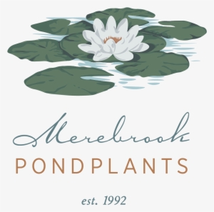 Sacred Lotus #3138530