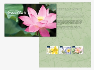 Water Plants Stamp Pack #3138532