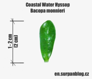 Coastal Water Hyssop - Hygroryza #3138580