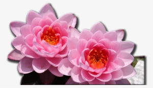 One Of The Biggest Collection Of Waterplants In The - Artificial Flower #3138729