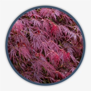 Shrubs - Maple #3138801