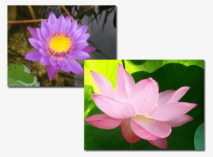 Aquatic Plants - Sacred Lotus #3138963