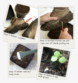 Hitchhiking Plants - Plants #3138981