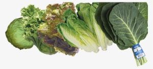 Beets - Lettuce And Greens #3140178