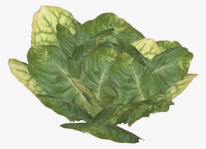 Lettuce - Collard Greens #3140330
