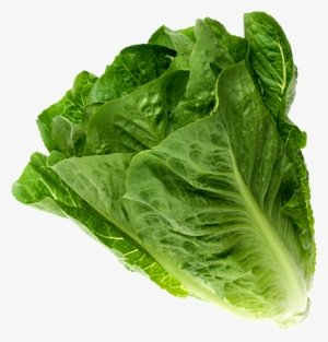 Romaine - Spring Greens #3140455