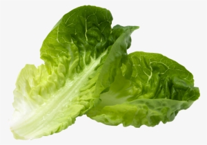 Romaine - Dr Gundry Green Smoothie #3140485