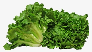 Escarole - Escarole Png #3140507